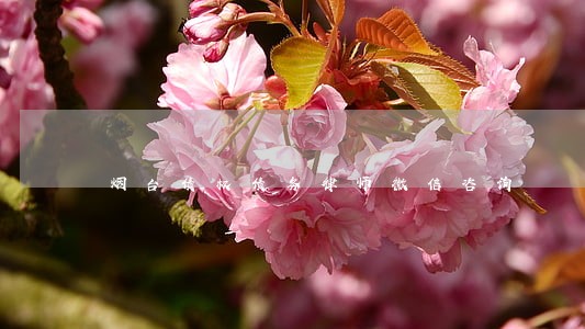 烟台债权债务律师微信咨询