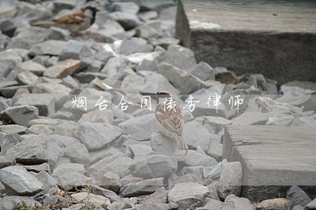烟台合同债务律师 烟台合同债务律师