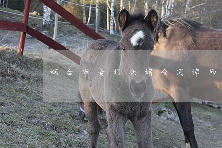 烟台市专打仓储合同律师 烟台市专打仓储合同律师