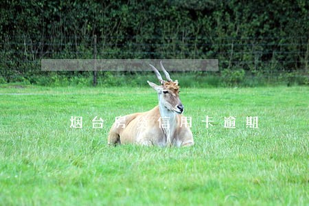烟台房贷信用卡逾期 烟台房贷信用卡逾期