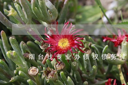 烟台找专业办债权债务律师哪里找 烟台找专业办债权债务律师哪里找