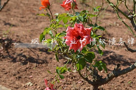 烟台找专业的债权债务律师 烟台找专业的债权债务律师