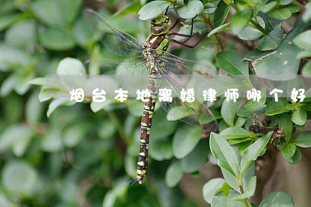 烟台本地离婚律师哪个好 烟台本地离婚律师哪个好