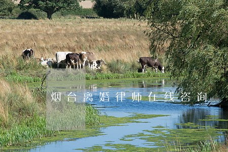烟台离婚律师在线咨询 烟台离婚律师在线咨询