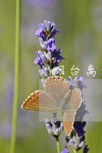 烟台离婚律师费怎么算 烟台离婚律师费怎么算