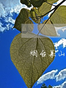 烟台莱山法院研究室张宜高 烟台莱山法院研究室张宜高