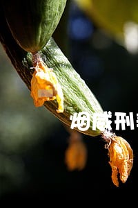 烟威刑辩律师 烟威刑辩律师