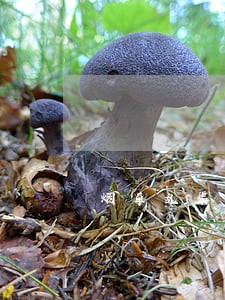 烟草乱渠道的类似违法 烟草乱渠道的类似违法