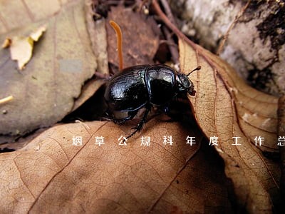 烟草公规科年度工作总结 烟草公规科年度工作总结