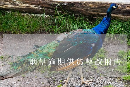 烟草逾期供货整改报告