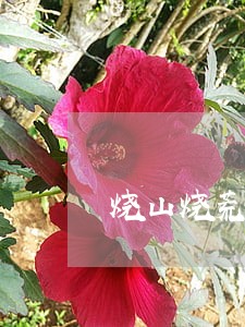 烧山烧荒违法吗 烧山烧荒违法吗