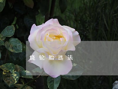 烧轮胎违法