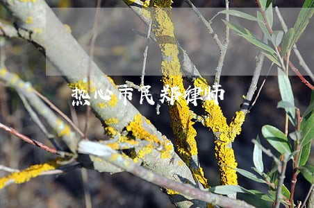 热心市民郑律师 热心市民郑律师