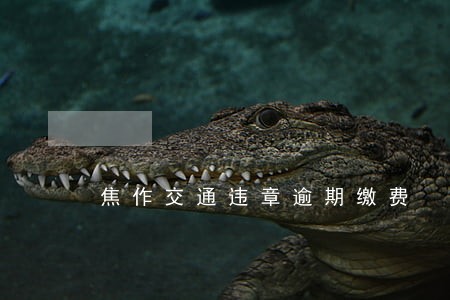 焦作交通违章逾期缴费