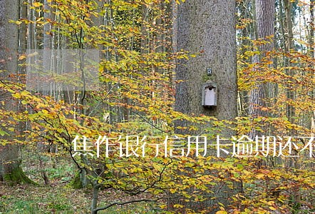 焦作银行信用卡逾期还不起怎么办 焦作银行信用卡逾期还不起怎么办