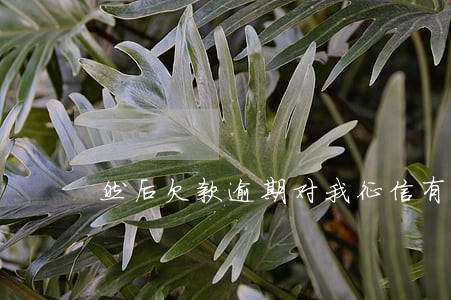 然后欠款逾期对我征信有影响不