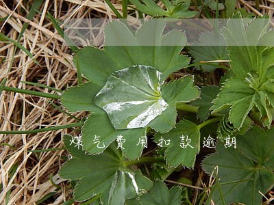 煤气费用扣款逾期 煤气费用扣款逾期