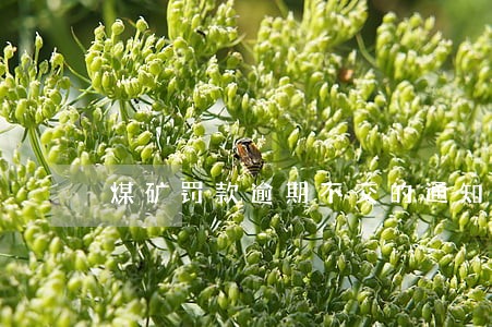 煤矿罚款逾期不交的通知 煤矿罚款逾期不交的通知