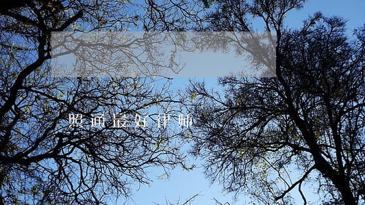 照通最好律师 照通最好律师