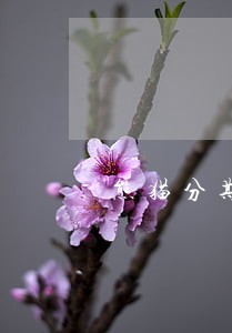 熊猫分期逾期天 熊猫分期逾期天