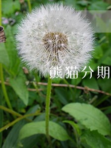 熊猫分期逾期打联系人电话 熊猫分期逾期打联系人电话