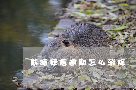 熊猫征信逾期怎么消除 熊猫征信逾期怎么消除