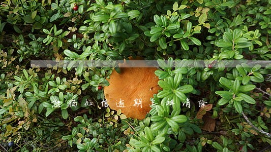 熊猫征信逾期怎样消除 熊猫征信逾期怎样消除