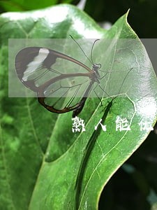 熟人能优先按法院评估价买房吗 熟人能优先按法院评估价买房吗