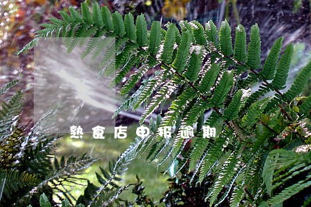 熟食店申报逾期