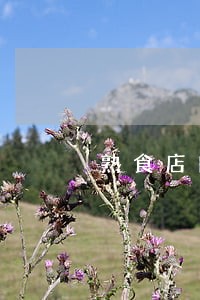 熟食店自己加工熟食违法吗