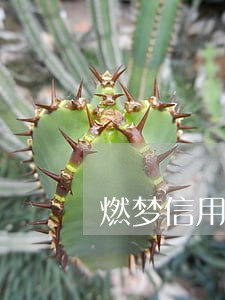 燃梦信用卡逾期多久会上征信 燃梦信用卡逾期多久会上征信