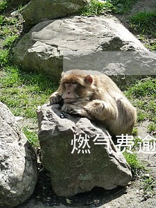 燃气费逾期可以在网上交吗 燃气费逾期可以在网上交吗