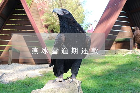 燕冰雪逾期还款 燕冰雪逾期还款