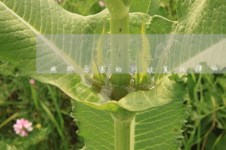 燕郊厉害的行政复议律师 燕郊厉害的行政复议律师