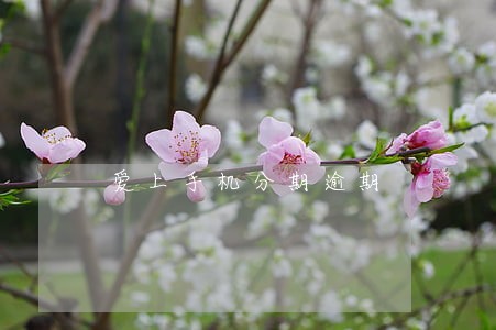 爱上手机分期逾期 爱上手机分期逾期