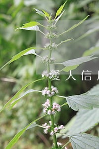 爱人信用卡逾期可以帮她协商吗