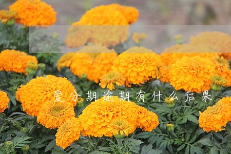 爱分期逾期有什么后果 爱分期逾期有什么后果