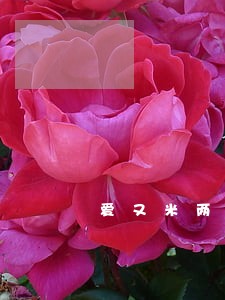 爱又米两万逾期两年 爱又米两万逾期两年
