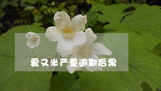 爱又米严重逾期后果 爱又米严重逾期后果