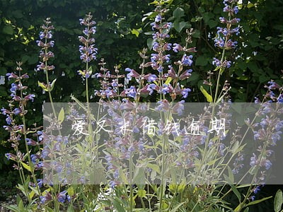 爱又米借钱逾期 爱又米借钱逾期