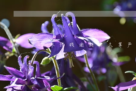 爱又米借钱逾期多久算严重逾期 爱又米借钱逾期多久算严重逾期