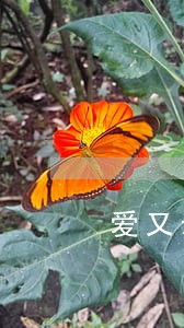 爱又米催款逾期2年 爱又米催款逾期2年