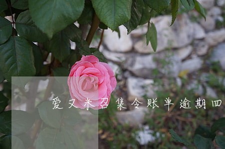 爱又米召集令账单逾期四天 爱又米召集令账单逾期四天