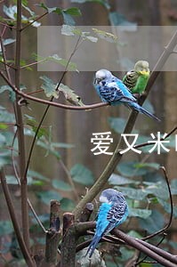 爱又米嗨花逾期一年 爱又米嗨花逾期一年