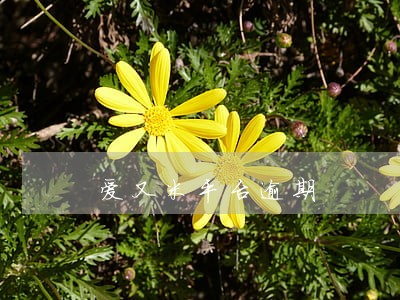爱又米平台逾期 爱又米平台逾期