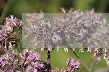 爱又米弹屏朋友逾期追究责任 爱又米弹屏朋友逾期追究责任
