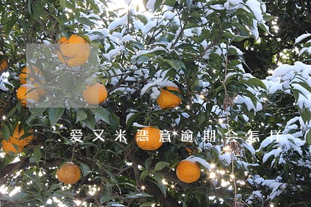 爱又米恶意逾期会怎样 爱又米恶意逾期会怎样