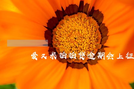 爱又米拍拍贷逾期会上征信吗 爱又米拍拍贷逾期会上征信吗