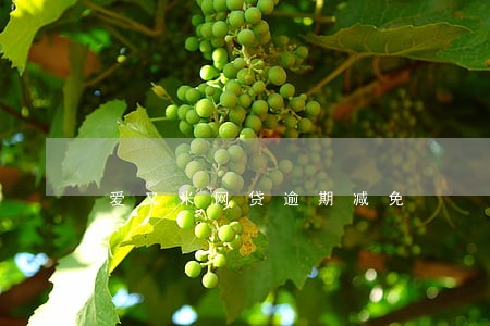 爱又米网贷逾期减免 爱又米网贷逾期减免