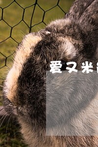 爱又米能协商只还本金吗 爱又米能协商只还本金吗